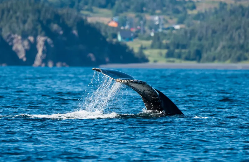 Yacht charter in East Coast Canada – Nova Scotia and Newfoundland